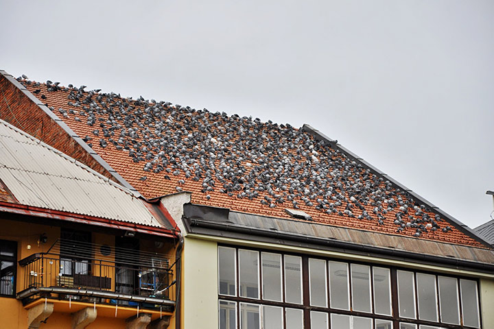 A2B Pest Control are able to install spikes to deter birds from roofs in Rugby. 