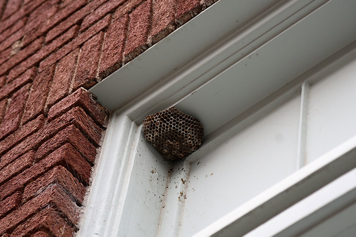 We provide a wasp nest removal service for domestic and commercial properties in Rugby.
